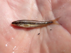 Notropis heterolepis