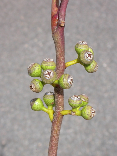 Eucalyptus gillenii, 2011-02-25