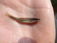 Notropis heterolepis