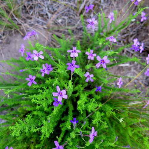 Image of Jamesbrittenia microphylla by no rights reserved
