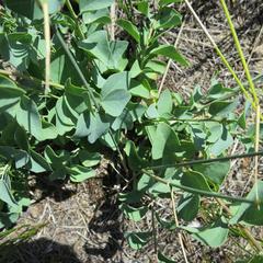 Cissampelos capensis