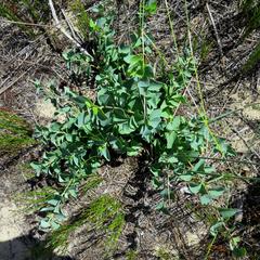 Cissampelos capensis