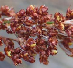 Rhodocoma arida