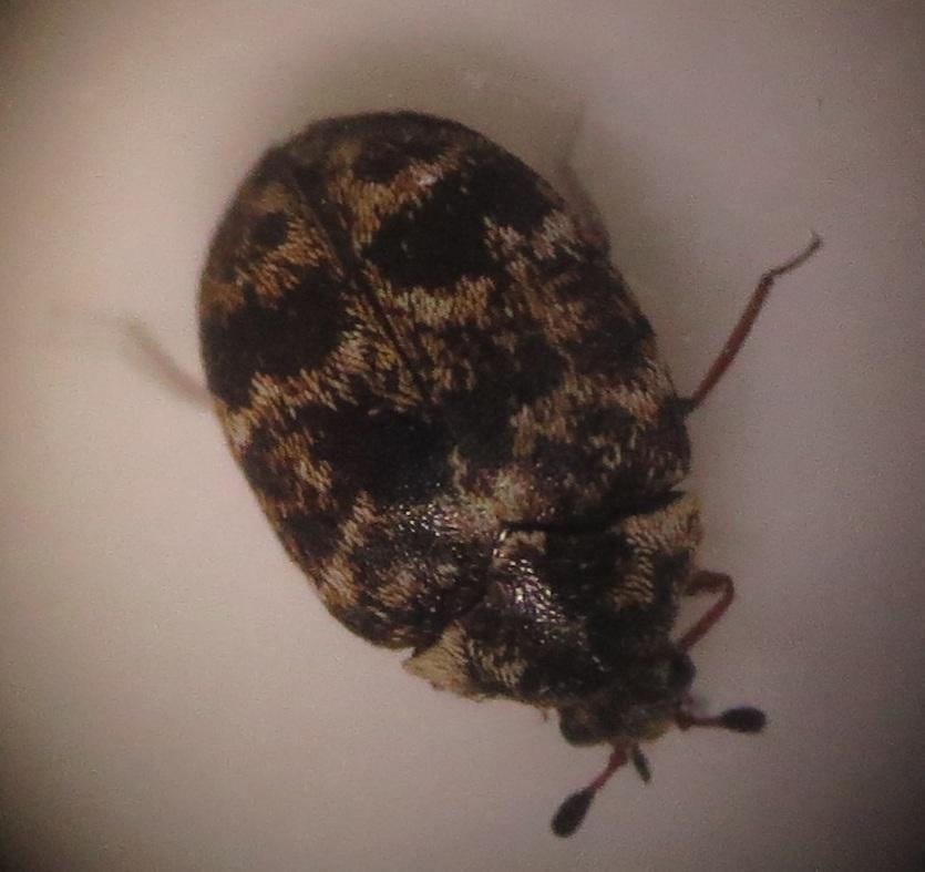 Anthrenus natalensis