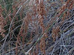 Rhodocoma arida