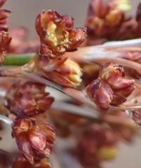 Rhodocoma arida