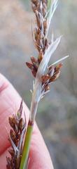 Rhodocoma arida