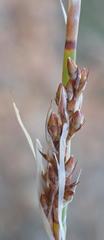 Rhodocoma arida