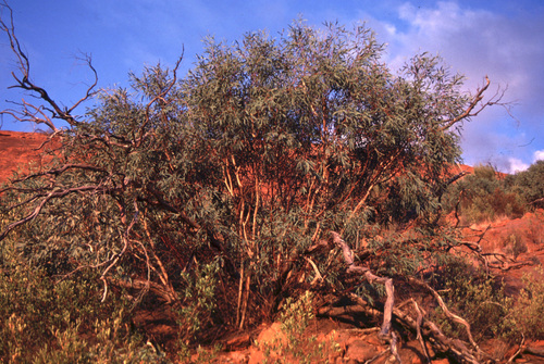 Eucalyptus gillenii, 2010-12-01