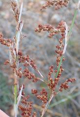Rhodocoma arida