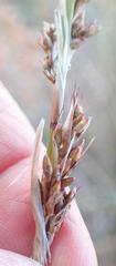 Rhodocoma arida