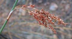 Rhodocoma arida