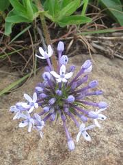 Pentanisia prunelloides prunelloides