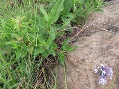 Pentanisia prunelloides prunelloides