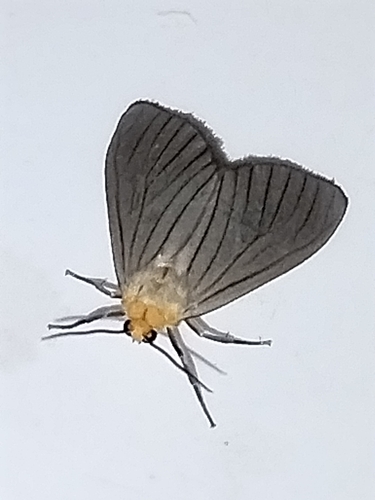 Polilla rayada