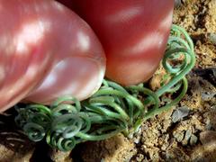 Albuca spiralis