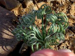 Albuca spiralis