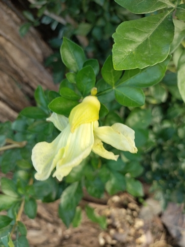 Image of Parmentiera aculeata by no rights reserved