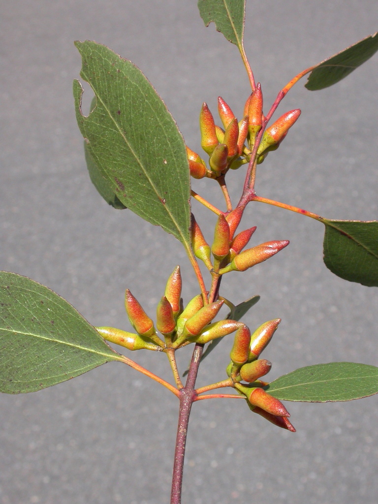 Eucalyptus infera A.R.Bean