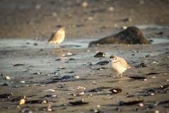 Charadrius marginatus marginatus