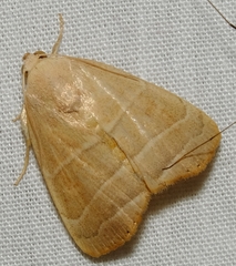 Bagisara rectifascia