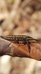Rhinotia lineata