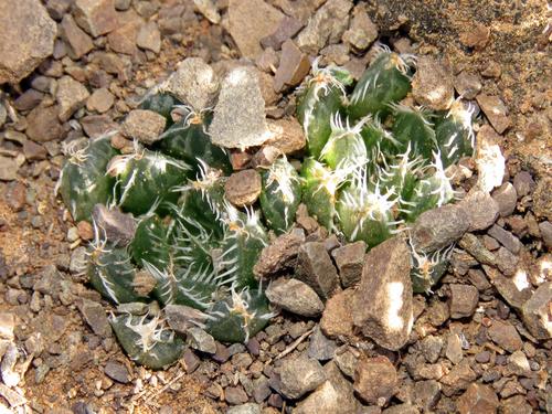 Haworthia decipiens Poelln. 3