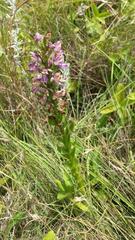 Brachycorythis ovata ovata