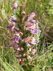 Brachycorythis ovata ovata