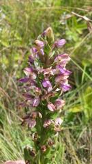 Brachycorythis ovata ovata