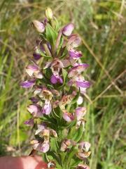 Brachycorythis ovata ovata