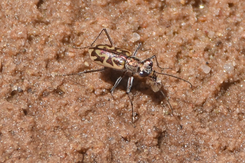 Coppery Tiger Beetle photo 3