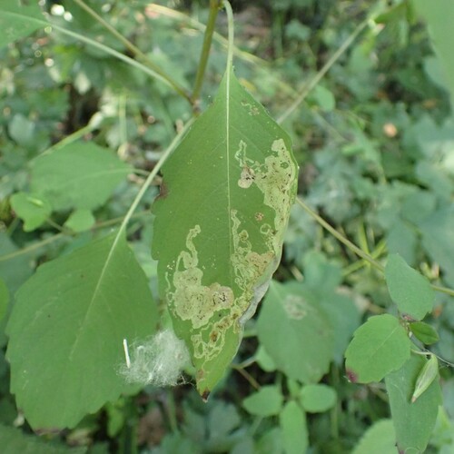 Jewelweed Leaf-miner Fly photo 5