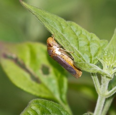 Oncometopia hamiltoni