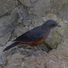 Thamnolaea cinnamomeiventris