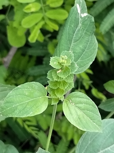Image of Acalypha aliena by no rights reserved
