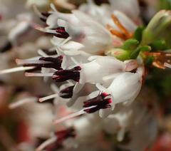 Erica fuscescens