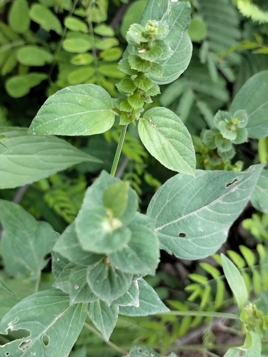 Image of Acalypha aliena by no rights reserved