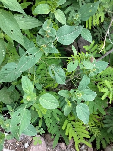 Image of Acalypha aliena by no rights reserved