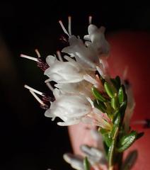 Erica fuscescens