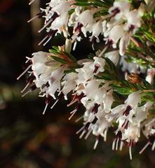 Erica fuscescens