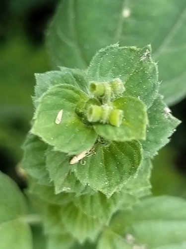 Image of Acalypha aliena by no rights reserved