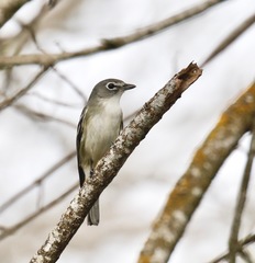 Vireo plumbeus