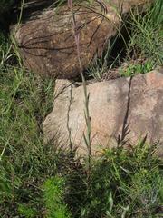 Zaluzianskya elongata
