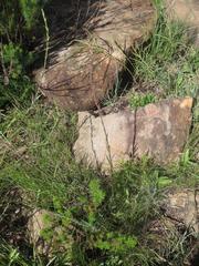 Zaluzianskya elongata
