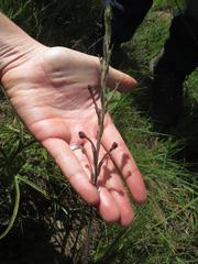 Zaluzianskya elongata