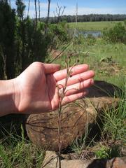 Zaluzianskya elongata
