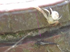 Gigantothrips elegans