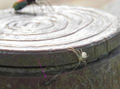 Gigantothrips elegans