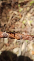 Rhinotia lineata